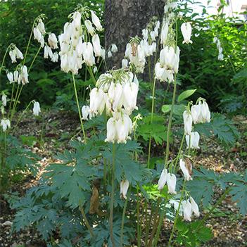 Dicentra formosa 'Aurora'