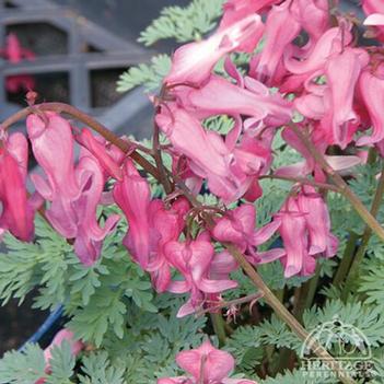 Dicentra eximia 'Candy Hearts™' USPP26014P