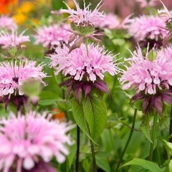 Monarda 'Beauty of Cobham' 