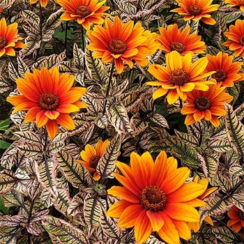 Heliopsis helianthoides 'VENSGC' PP36938