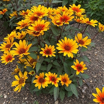Helianthus helianthoides 'Sole Scuro'