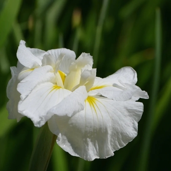 Iris ensata 'Gold Bound' 