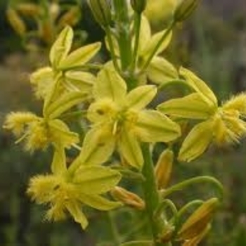 Bulbine frutescens