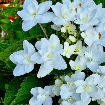 Hydrangea macrophylla 'Fuji Waterfalls'