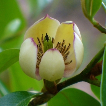 Magnolia figo var. skinneriana