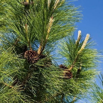 Pinus ponderosa