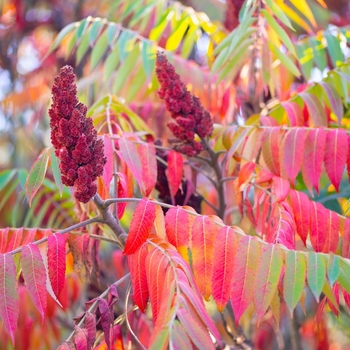 Rhus glabra var. cismontana