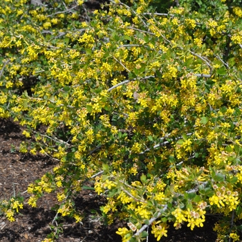 Ribes aureum