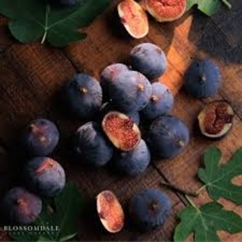 Ficus carica 'Violette De Bordeaux'