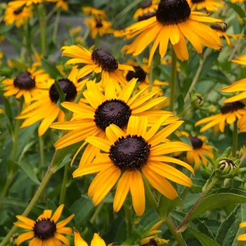 Rudbeckia