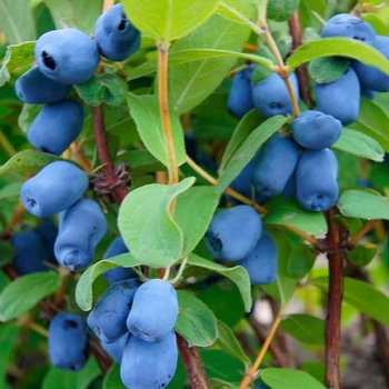 Lonicera caerulea var. kamchatica 'CZECH17' USPP17547P2