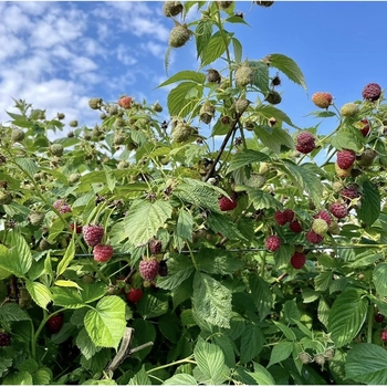 Rubus idaeus 'Boyne'