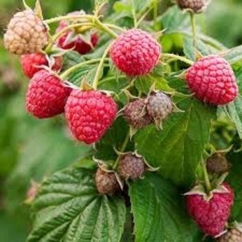 Rubus idaeus