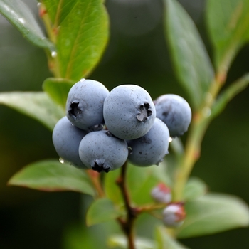 Vaccinium 'Northsky' 