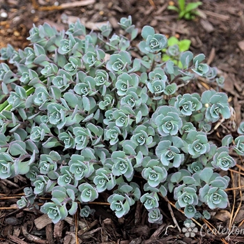 Sedum cauticola 'Blueberry Pie' 