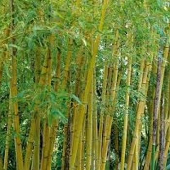 Phyllostachys aurea
