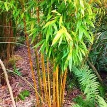 Phyllostachys aurea 'Holochrysa' 
