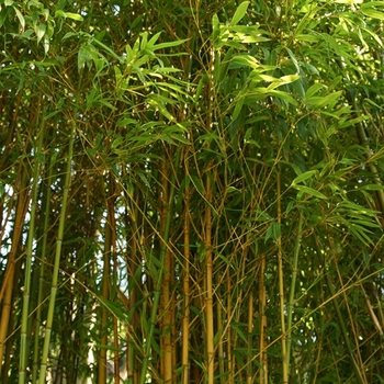 Phyllostachys aurea 'Koi' 