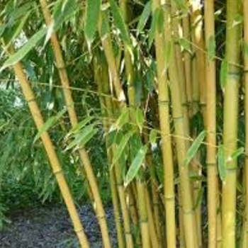 Phyllostachys aureosulcata