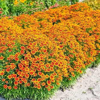Coreopsis grandiflora 'Solar Dance' PP27156