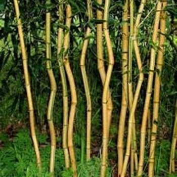 Phyllostachys aureosulcata f. spectabilis