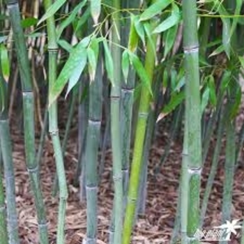 Phyllostachys bissetii