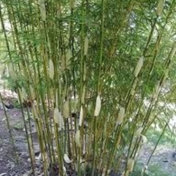 Fargesia robusta 'Green Screen'