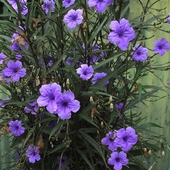 Ruellia brittoniana 'Purple Showers' 