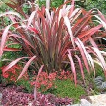 Phormium 'Evening Glow' 