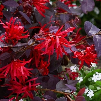 Loropetalum chinense 'Chang Nian Hong' PP20407P2