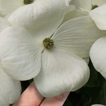 Cornus 'Rutban' PP16,153