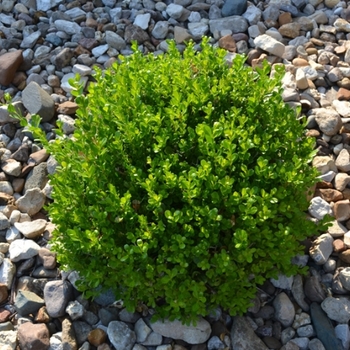 Buxus sinica var. insularis 'Wee Willie&reg;' PP20003