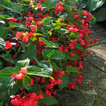 Begonia 'Series' PP18864P2