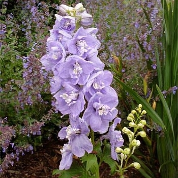 Delphinium elatum 'Guinevere' 
