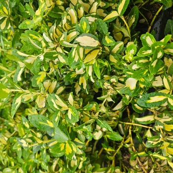 Euonymus fortunei 'Summer Runner' Mickaela PP16789