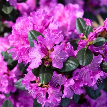 Rhododendron 'P.J.M.'