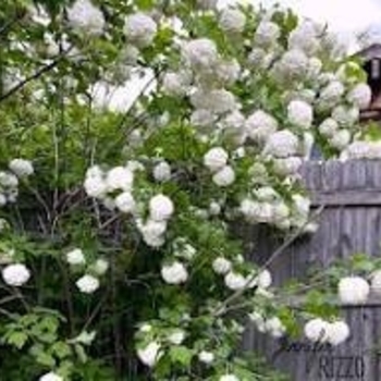 Viburnum opulus 'Sterile' 