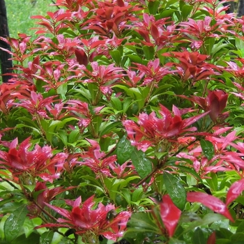 Pieris japonica 'Historyland Supreme'