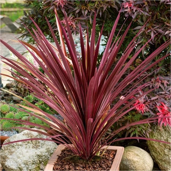 Cordyline