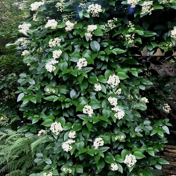 Decumaria barbara 'Barbara Ann' 