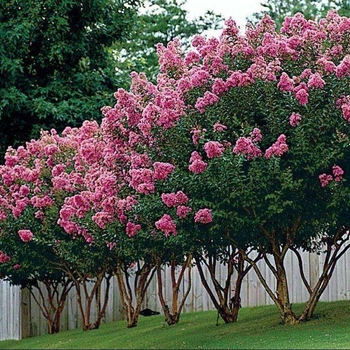 Lagerstroemia indica x fauriei 'Hopi'