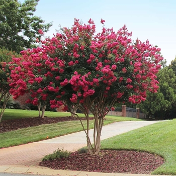 Lagerstroemia indica x fauriei 'Tonto'