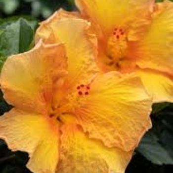 Hibiscus rosa-sinensis 'JBG RH-05' PP20279