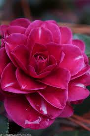 Camellia sasanqua 'Purple Haze'