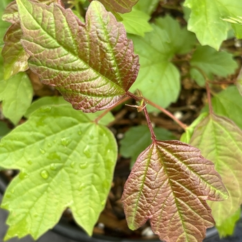 Viburnum opulus var. americanum