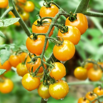 Solanum lycopersicon 'Sun Sugar' 