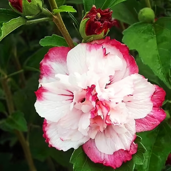 Hibiscus syriacus 'Danica' 