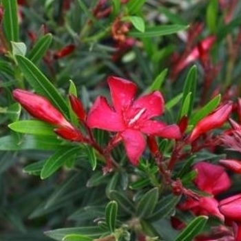 Nerium oleander 'Petite Red' 