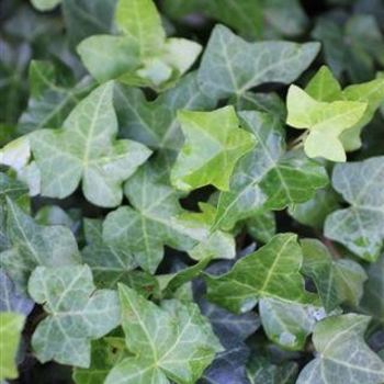 Hedera helix 'Hahn's'