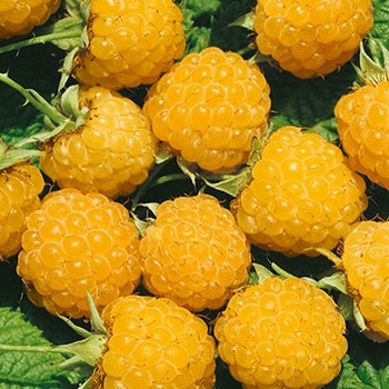 Rubus idaeus var. strigosus 'Fall Gold'